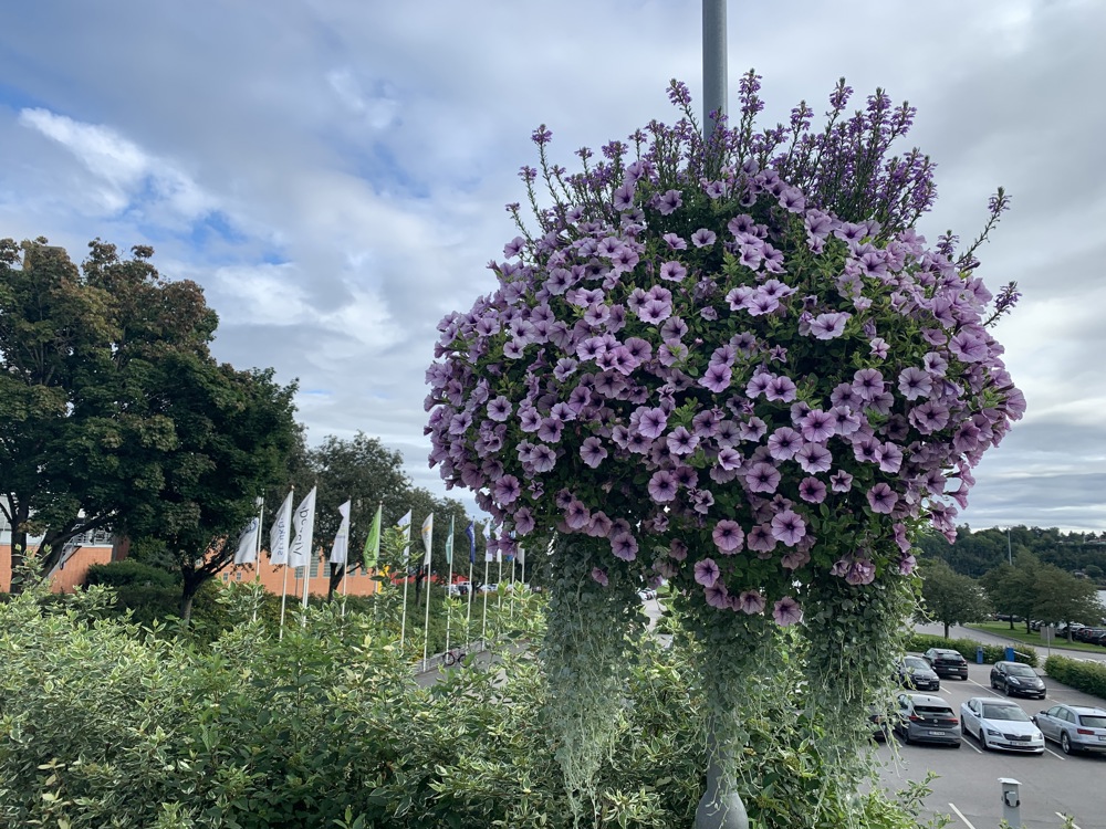 ampell med blomster som henger ned fra stolpe, grøntareal i bakgrunnen med bilparkering